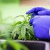 Wie man den pH-Wert im Boden für gesunde Cannabis-Pflanzen optimiert