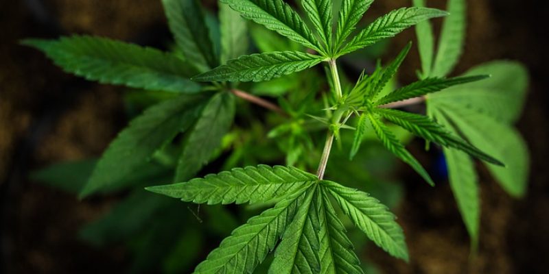 Vom Steckling bis zur Ernte: Das Cannabis-Vokabular für Aufzucht-Experten