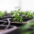Erkennen und behandeln von Schädlingen beim Cannabis-Anbau