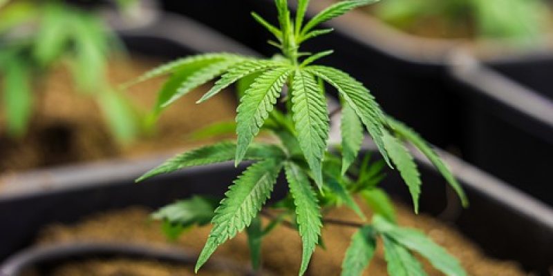 Tipps und Tricks für eine erfolgreiche Cannabis-Keimphase