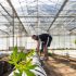 Cannabis-Kultivierung: Trockene Blätter vermeiden