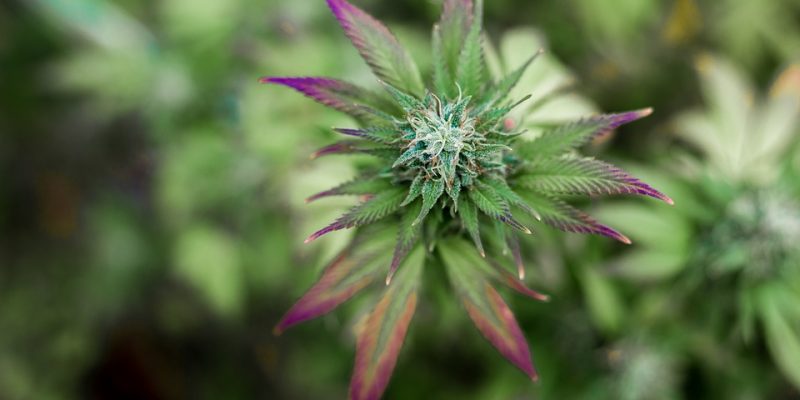 Ursachen für gelbe Blätter bei Cannabis-Pflanzen
