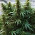 Expertenrat: Tipps zur Heilung von gelben Cannabisblättern