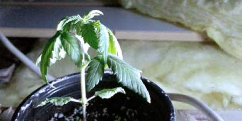 Cannabis-Pflanzen und Kältestress: Ursachen und Lösungen