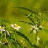 Die besten Cannabis-Sorten für Anbau-Einsteiger: Tipps und Empfehlungen eines erfahrenen Konsumenten