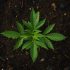 Wichtige Nährstoffe für gesunde Cannabis-Pflanzen