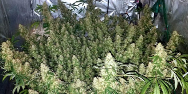 Crop Steering für Cannabisanbauer: Maximierung von Wachstum, Ertrag und Knospenqualität