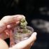 Cannabis gegen Ablenkung: Wie CBD die Aufmerksamkeit steigert