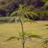 Von der Saat zur Keimung: Wie man erfolgreiche Cannabis-Samen auswählt