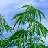 Die Ursachen von trockenen oder bröckeligen Cannabis-Blättern: Ein Expertenüberblick