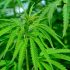 Von der Saat zur Keimung: Wie man erfolgreiche Cannabis-Samen auswählt