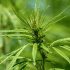 Wie man den Gesundheitszustand von Cannabis Pflanzen während des Wachstums beobachtet