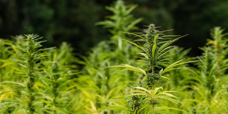 Die häufigsten Probleme beim Cannabis-Anbau und wie man sie löst