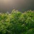 Das vegetative Stadium von Cannabis: Der Grundstein für eine gesunde Pflanze