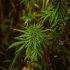 Cannabis-Anbau im Freien: Alles, was du wissen musst