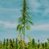 Cannabis-Kultivierung: Trockene Blätter vermeiden