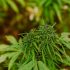 Die besten Tipps zur Heilung von kräuselnden und kratzenden Cannabisblättern