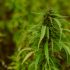 Effektive Schädlingsbekämpfung beim Cannabis-Anbau