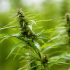 Die Vor- und Nachteile von Erde und Hydroponik-Anbau von Cannabis