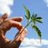 Cannabisblätter, die sich kräuseln: Ursachen und Lösungen