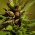 Warum Bananen auf den Knospen deiner Cannabis Pflanzen kein Grund zur Panik sind