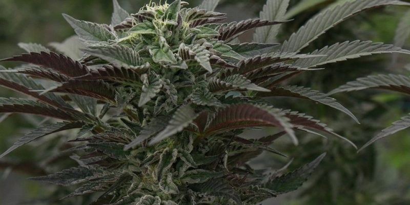 Cannabis Grow Cube: Ein umfassender Leitfaden