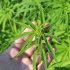 10 Tipps für den Anbau von hochwertigem Cannabis