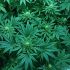 Die Rolle von Düngemitteln bei der Cannabis-Ernte: Was Sie wissen müssen