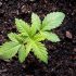 Wie man die beste Cannabis Grow Lampe für dein Budget auswählt: Experten-Ratgeber
