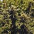 Stealthy Strains: Die besten Cannabissorten für ein Stealth Grow Setup