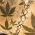 Cannabis-Jargon: Die Sprache der Grower und Cannasseure
