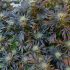 Anfängerfehler bei der Cannabis Zucht: Die häufigsten Fehler bei der Wahl der Pflanzenanzahl