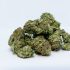 Schritte zur erfolgreichen Cannabis-Ernte: Tipps von einem erfahrenen Züchter