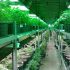 Das perfekte Grow-Zelt: Was du wissen musst, um dein eigenes Cannabis zu züchten