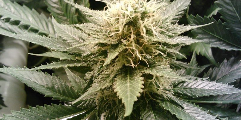 Lichtmangel bei Indoor-Cannabis-Pflanzen: Ursachen und Lösungen