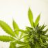 Die optimale Anzahl von Cannabis Pflanzen für den Eigenanbau