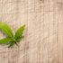 Die Bedeutung der richtigen Keimung von Cannabis-Samen