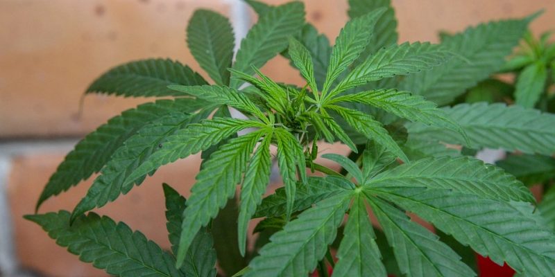 Anleitung zum Anbau von Cannabis auf dem Balkon