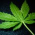 Stealthy Strains: Die besten Cannabissorten für ein Stealth Grow Setup