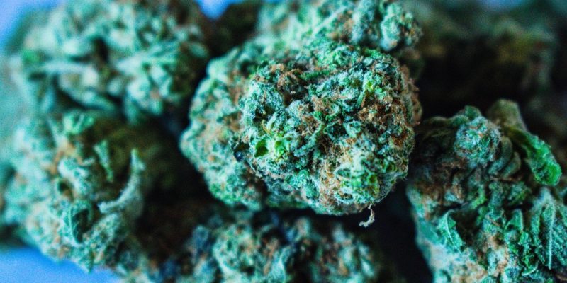 Die Dos and Don’ts der Cannabis Pflanzenanzucht: Wie viele sind zu viele?