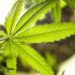 Cannabis Zucht-Tipps: Wie viele Pflanzen brauche ich für einen ausreichenden Ertrag?