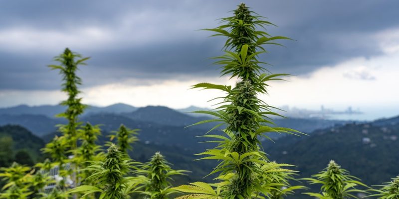 Light Deprivation Systems für den Anbau von Outdoor-Cannabis
