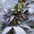 Gelbe Cannabisblätter: Was tun, wenn deine Pflanze nicht gesund aussieht?