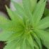 Die richtige Vorbereitung des Bodens für den Cannabis-Anbau.