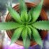 Die Bedeutung von Lichtzyklen während der Cannabis Blütephase