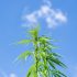 Die Bedeutung von Mikronährstoffen für eine ertragreiche Cannabis-Ernte