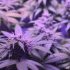 Entdecke die Ursachen für Nanner auf deinen Cannabispflanzen