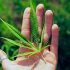 Cannabis Zucht-Tipps: Wie viele Pflanzen brauche ich für einen ausreichenden Ertrag?