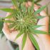 Cannabisblätter, die sich kräuseln: Ursachen und Lösungen