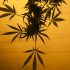 Grow green, save green: 10 tips for budget-friendly cannabis cultivation